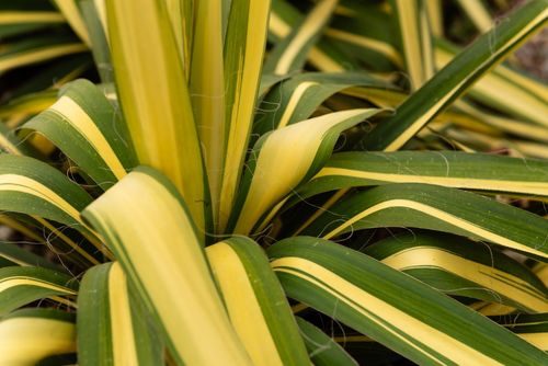 Juka karolińska 'Color Guard' Żółte Liście Na Skalniak (Yucca filamentosa) na Arena.pl