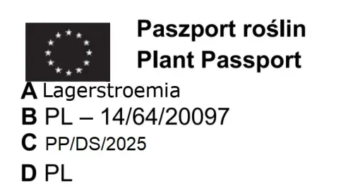 LAGERSTROEMIA CZERWONA czerwony liść -  sadzonki 50 / 70 cm na Arena.pl