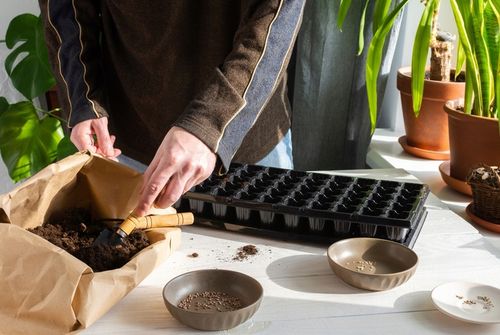 DONICZKA WIELODONICZKA DO SIEWU ROZSAD 60 szt TACA na Arena.pl