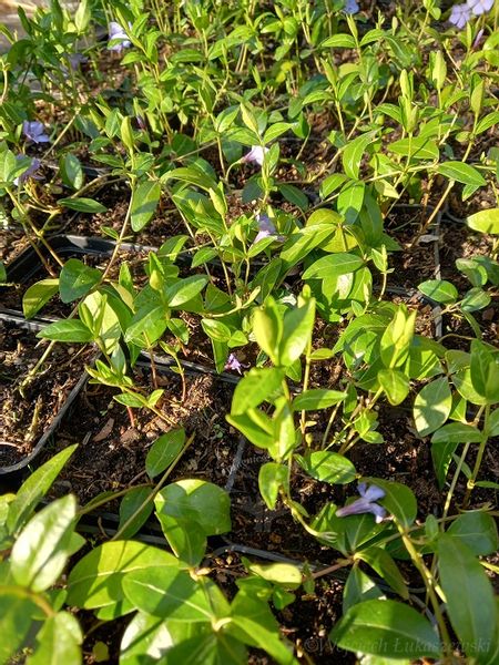 Barwinek pospolity zimozielona bylina okrywowa zdjęcie 5