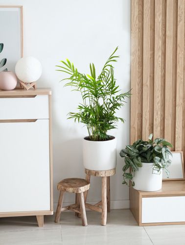 CHAMEDORA (Chamedorea) 60 cm na Arena.pl