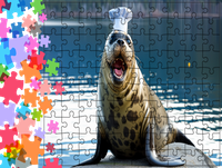 Puzzle tradycyjne Zwierzęta - Foka