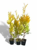 Tuja EUROPE GOLD - Żywotnik zachodni doniczka 0,5L (P9)