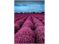 OBRAZ LAWENDOWY NCUSKI KRAJOBRAZ