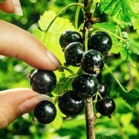 Porzeczka czarna SOFIJEWSKAJA Deserowa odmiana Słodka Sadzonki w doniczkach