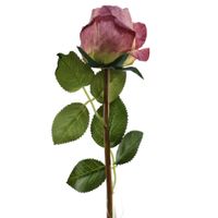 Róża poj podsuszana brudny fiolet