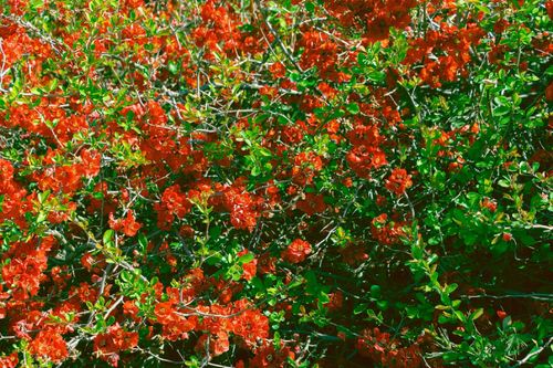 Pigwowiec pośredni 'Clementine' Pomarańczowe kwiaty (Chaenomeles superba) na Arena.pl