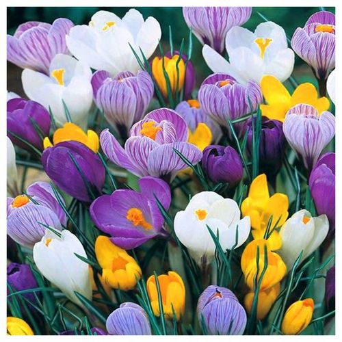 KROKUS cebulki MIX KOLORÓW łatwa uprawa do gruntu i donic 100 szt. + na Arena.pl