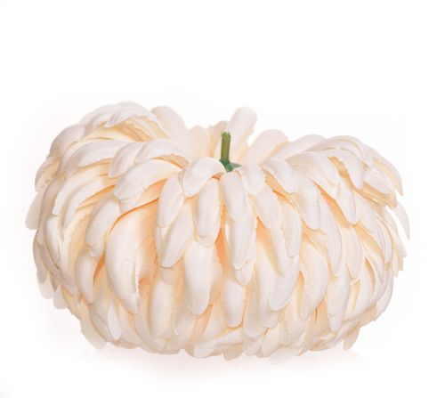 Chryzantema extra waniliowa na Arena.pl