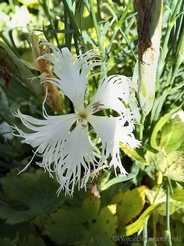 Goździk wspaniały sadzonka skalniak pojemnik na Arena.pl