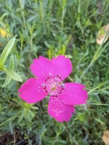 Goździk kropkowany sadzonka bylina skalniak murki na Arena.pl