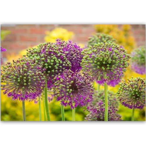 Deco Panel, Czosnek ozdobny 90x60 na Arena.pl