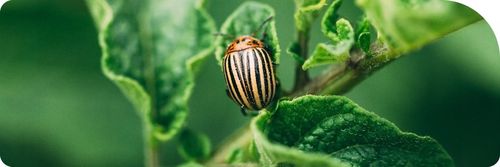 MOSPILAN 20SP 40G ŚRODEK PREPARAT OWADOBÓJCZY NA MSZYCĘ ĆMĘ SZKODNIKI na Arena.pl