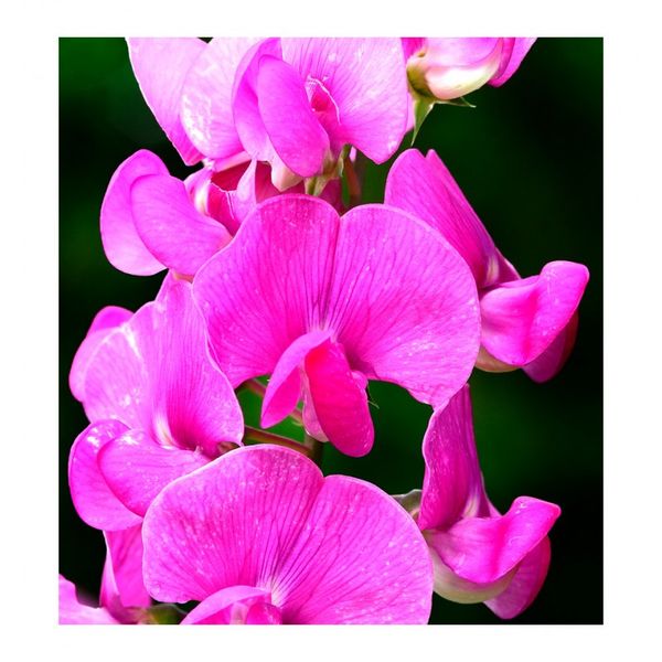 Yodeyma Poetic Woda Perfumowana Dla Kobiet 100ml zdjęcie 4