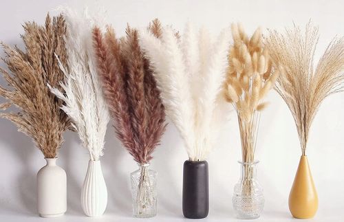 Trawa Ozdobna Pampasowa Suszona Pampasy Do Wazonu na Arena.pl