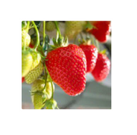 BARDZO PLENNA POWTARZAJĄCA TRUSKAWKA odmiana SELVA, 10 szt. sadzonek