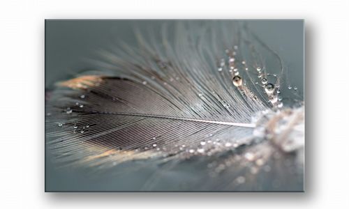 OBRAZ NA PŁÓTNIE 130 Piórko 30x20cm na Arena.pl