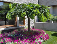 WIĄZ CAMPERDOWNII szczepiony - sadzonki 140 / 170 cm