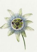 Plakat 13x18cm Passion Flower, Jean Bernard Vintage do Salonu