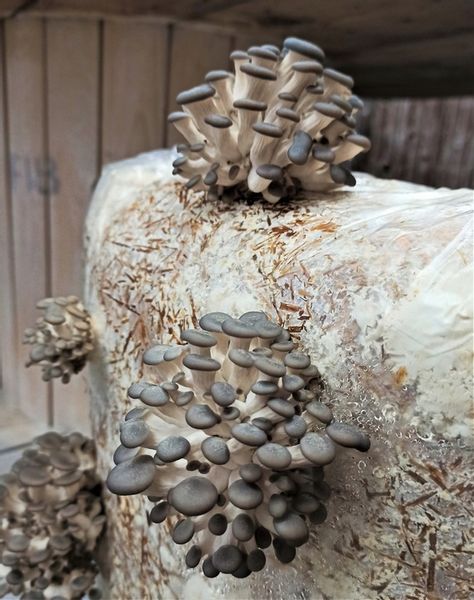 GRZYBNIA BOCZNIAKA DUŻY BALOT kostka około 15kg zdjęcie 12