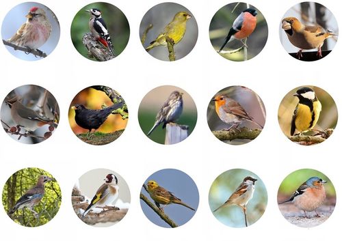 KARMA DLA PTAKÓW 10kg ZE SŁONECZNIK DROBNE ZIARNO DO KARMNIK + PLAKAT na Arena.pl