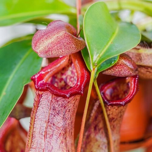 Specjalistyczne Podłoże Ziemia Do DZBANECZNIKÓW Mix PREMIUM na Arena.pl