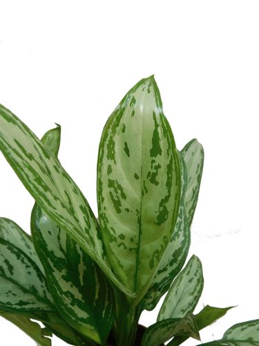 AGLAONEMA SILVER QUEEN COMPACT 50cm na Arena.pl