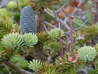 P9 JODŁA BALSAMICZNA 10-20 CM.