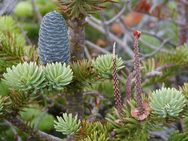 P9 JODŁA BALSAMICZNA 10-20 CM. zdjęcie 1