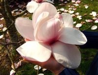 MAGNOLIA ATLAS GIGANTYCZNE 35 CM KWIATY UNIKAT MAGNOLIA ATLAS GIGANTYCZNE 35 CM KWIATY UNIKAT