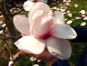 MAGNOLIA ATLAS GIGANTYCZNE 35 CM KWIATY UNIKAT