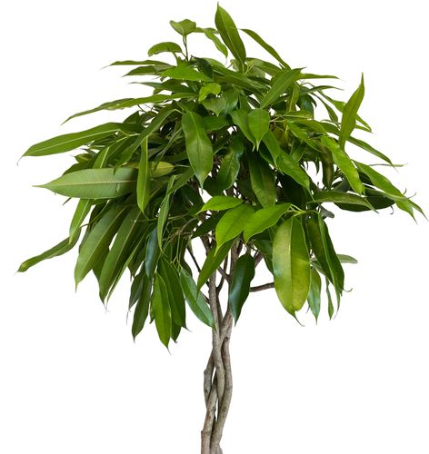 FIKUS (FICUS) AMSTEL KING 100 cm na Arena.pl