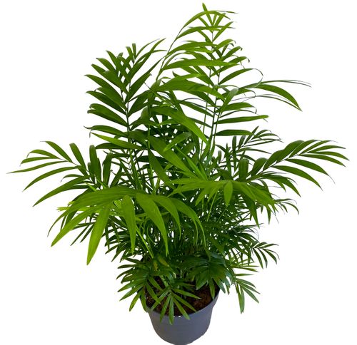CHAMEDORA (Chamedorea) 55 cm na Arena.pl
