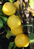 PIGWOWIEC JAPOŃSKI Chaenomeles japonica - NASIONA 2000 sztuk - 100g.