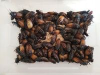 Karaczany madagaskarskie 3-4cm 20 szt.