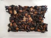 Karaczany madagaskarskie 3-4cm 20 szt.
