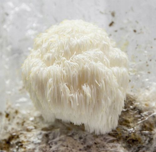 Soplówka Jeżowata MUSHROOMS GROW KIT grzybnia na Arena.pl