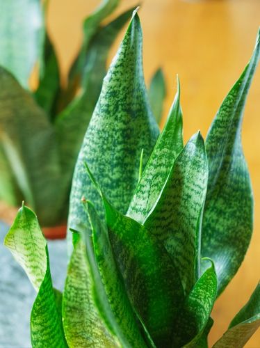 SANSEVIERIA 'ROBUST' pięknie ubarwione liście Sansewieria rozmiar S na Arena.pl