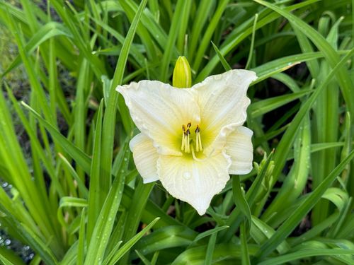 Liliowiec 'White Temptation' Biały Duże Kwiaty (Hemerocallis) Doniczka 2.0L na Arena.pl