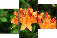 60 90CM OBRAZ 3 ELEM AZALIA POMARAŃCZOWA ŚCIENNY DRUK PŁÓTNO