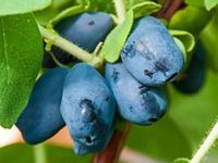 Jagoda kamczacka BOREALIS Odmiana deserowa Zapylacz odmiany Zojka Sadzonki