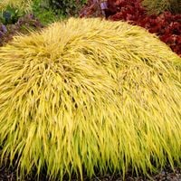 Hakonechloa smukła ALL GOLD Cytrynowo-zółta Trawa bambusowa Sadzonki 1L