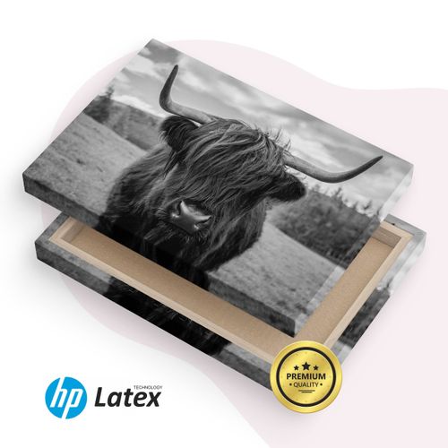 Obraz Do Sypialni Krowa Szkocka Na Tle Traw Czarno-Biały 90cm x 60cm na Arena.pl