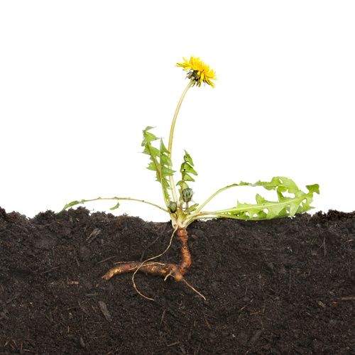 Pankro Herbs 9 ziół Invent Herbs 60 kaps na Arena.pl