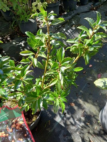 Ostrokrzew Cousin odmiana żeńska na Arena.pl