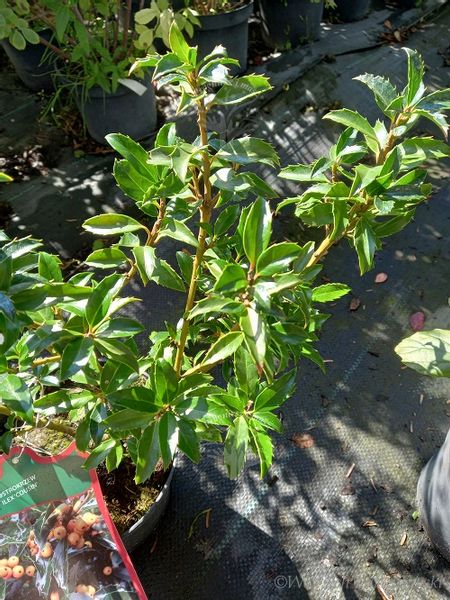 Ostrokrzew Cousin odmiana żeńska zdjęcie 5