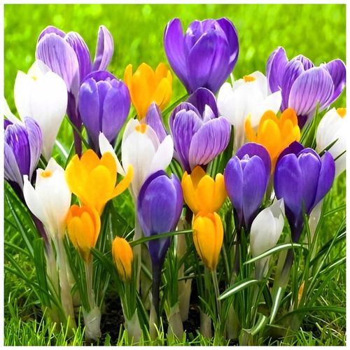 KROKUS cebulki MIX KOLORÓW łatwa uprawa do gruntu i donic 100 szt. + na Arena.pl