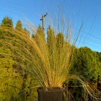 Ostnica mocna 'Pony Tails' (Stipa tenuissima) Koński Ogon Dwuletnia 1.0L