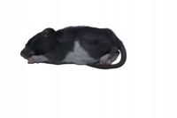 Szczury mrożone 40/50g 10 sztuk