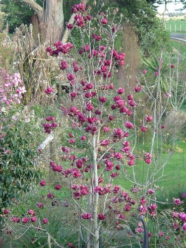 Magnolia GENIE piękne bordowe kwiaty P9 na Arena.pl